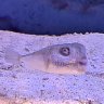 Sumatra 現学芸員　水族館オタク 的头像