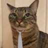 Profilbild von sparacacca