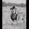 الرادع المصري's profile picture
