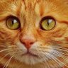Minu Minu's profile picture
