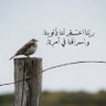 عزووووووزززززز🔥 profil fotoğrafı