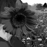 BrazManzz (Dead Acc)'s profile picture