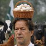 Niaziharamda's profile picture