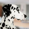 Herr Schröder's profile picture