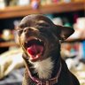 nacho_chip's profile picture