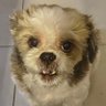 A vida do cão's profile picture