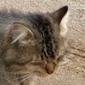 猫さん 的头像