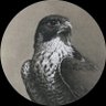 الكعبـي's profile picture