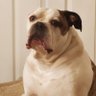 Duke profil fotoğrafı