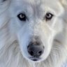 White dog, Ph.D profil fotoğrafı