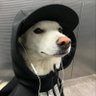 Profilbild von Rhys PJ