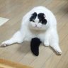 Profilbild von Moredonutplease