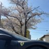 リンマニ 的头像