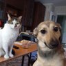 Profilbild von Paws