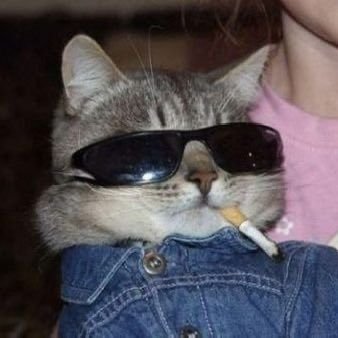 Gato Bolado's profile picture