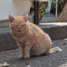 Profilbild von 子産め太夫