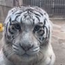 沁园春 profil fotoğrafı
