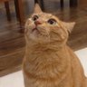 リュカさん's profile picture