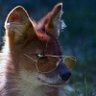 Profilbild von Vincent Van Dhole