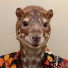 Profilbild von Paca Tupinambá 🇧🇷