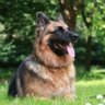 SPD profil fotoğrafı