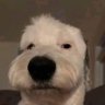 PelusaPurra's profile picture