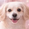 ちる's profile picture