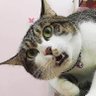 Kitties Time profil fotoğrafı
