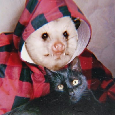 Пані Єблозавр та 7 котунів's profile picture