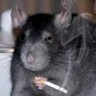 Filthy infectious sewer rat's profile picture