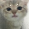 Profilbild von 只是一只老鼠