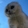 Amal's profile picture