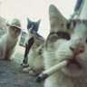 Profilbild von Izabel Api