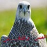 Profilbild von Algaidi()الهلالي()