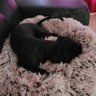 Фото профиля Blackirish Dog