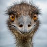 Emu G 的头像