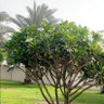 Фото профиля 🌴 وفاء . الحساوية 🌴