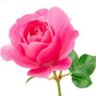 rose profil fotoğrafı