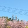 さやくん 的头像