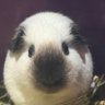 Profilbild von とっとこモル太郎