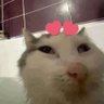 Profilbild von Rukki