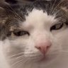 Profilbild von Dekard