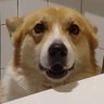jerry Aweb profil fotoğrafı