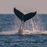 🐋 ًًًٌٍ's profile picture