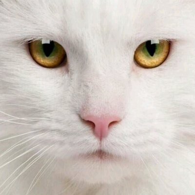 Samsonsixyordle's profile picture