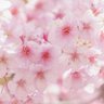 ひらめきん profil fotoğrafı