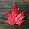 Фото профиля Terri🇨🇦