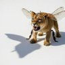 Profilbild von Bee a Lion