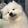 มอมอ profil fotoğrafı