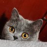 隐雾寻光 profil fotoğrafı